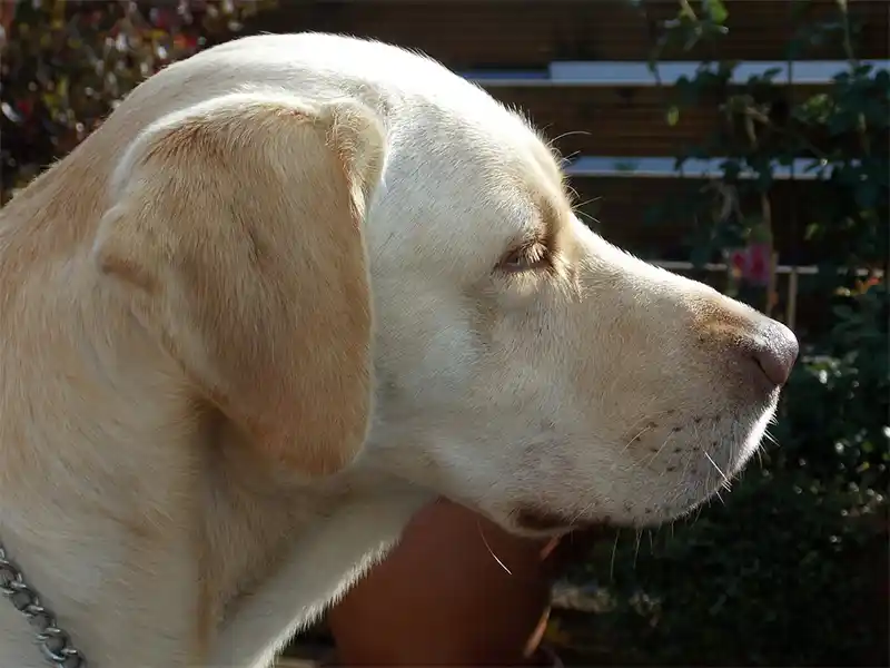 ¡Déjame olfatear! El olfato induce el sesgo positivo en el criterio del perro