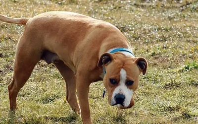 España, líder en abandono