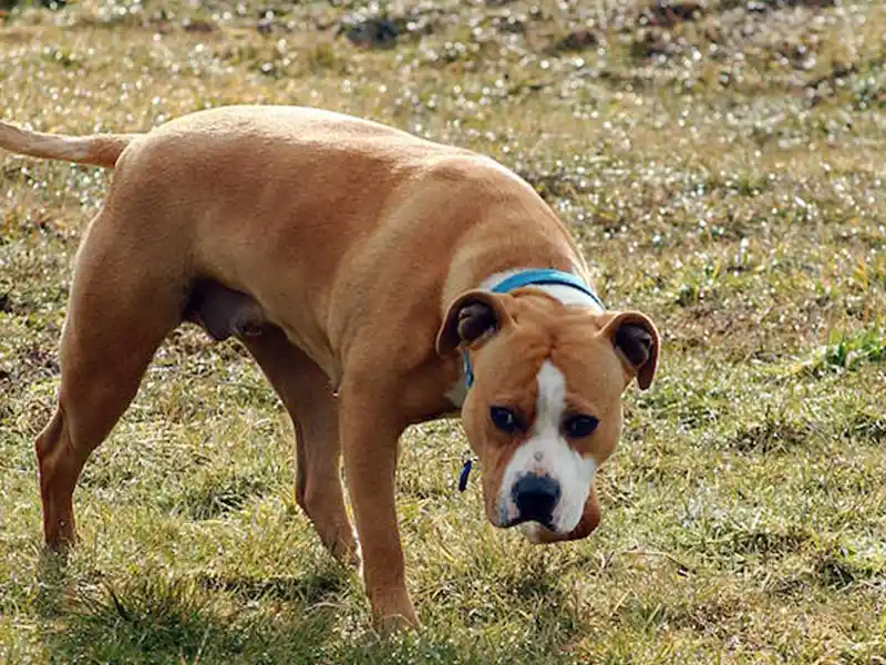 Un perro duda en responder ante una señal envenenada.