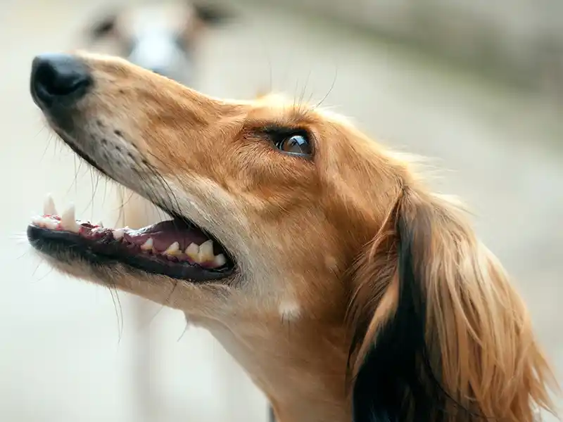 ¿Es mi perro realmente feliz?