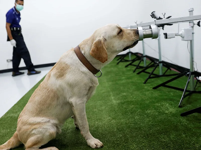 Ensayos con perros para detectar el coronavirus en Reino Unido