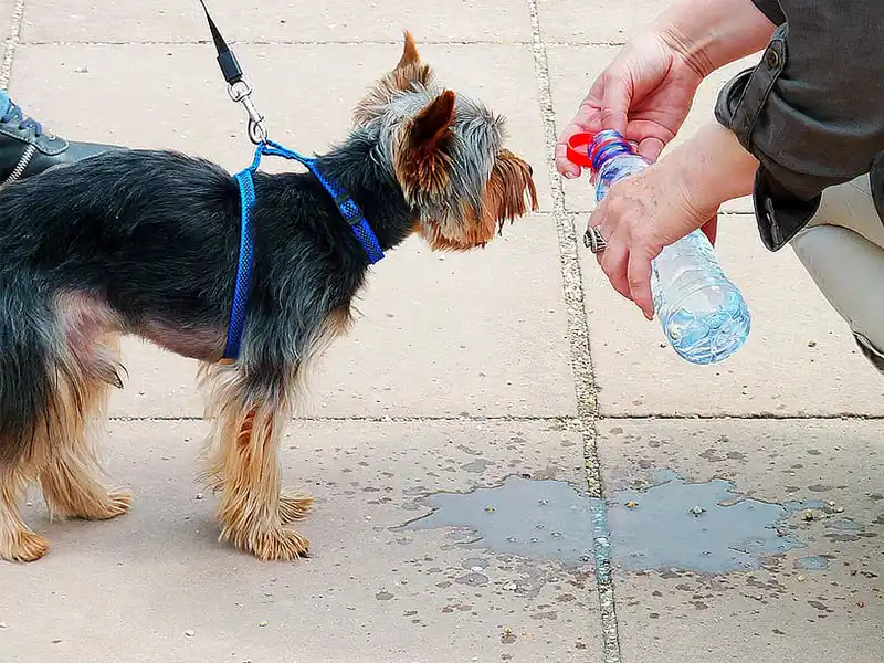 Tu perro y el calor. Todo lo que necesitas saber para prevenir problemas y ayudarle.