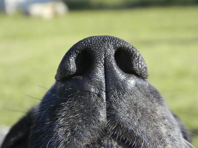 Problemas respiratorios en perros