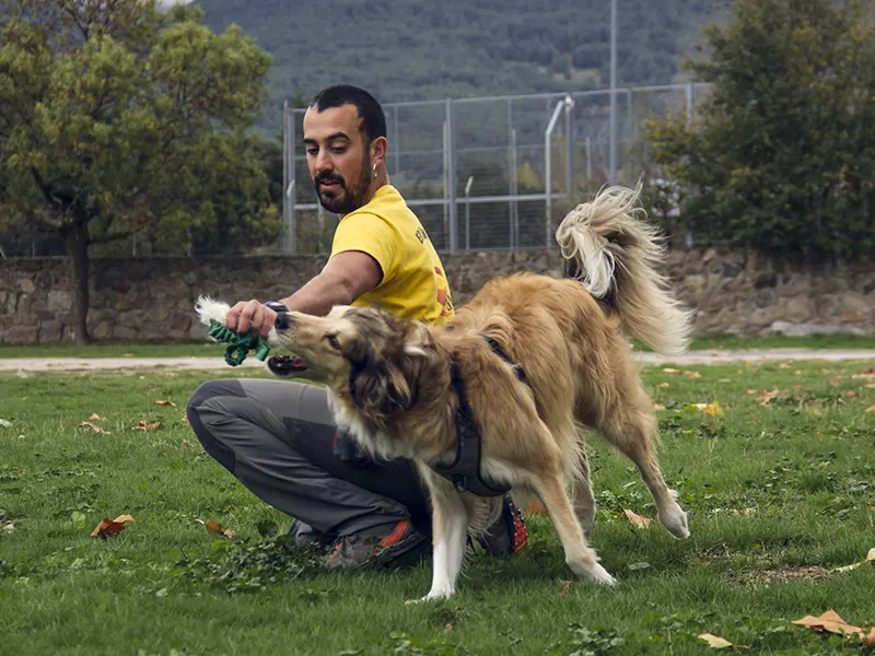 Jugar mejora la memoria de los perros
