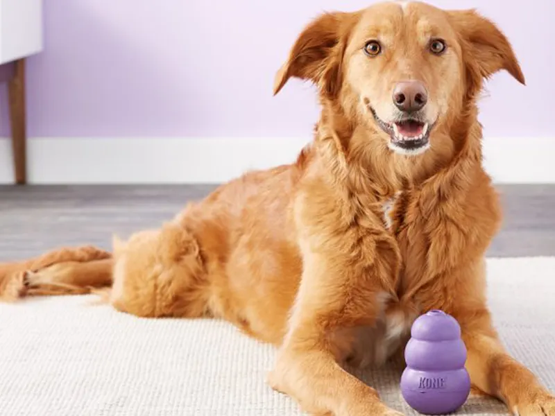 La influencia de la personalidad del guía y el tipo de apego en la ansiedad por separación en perros