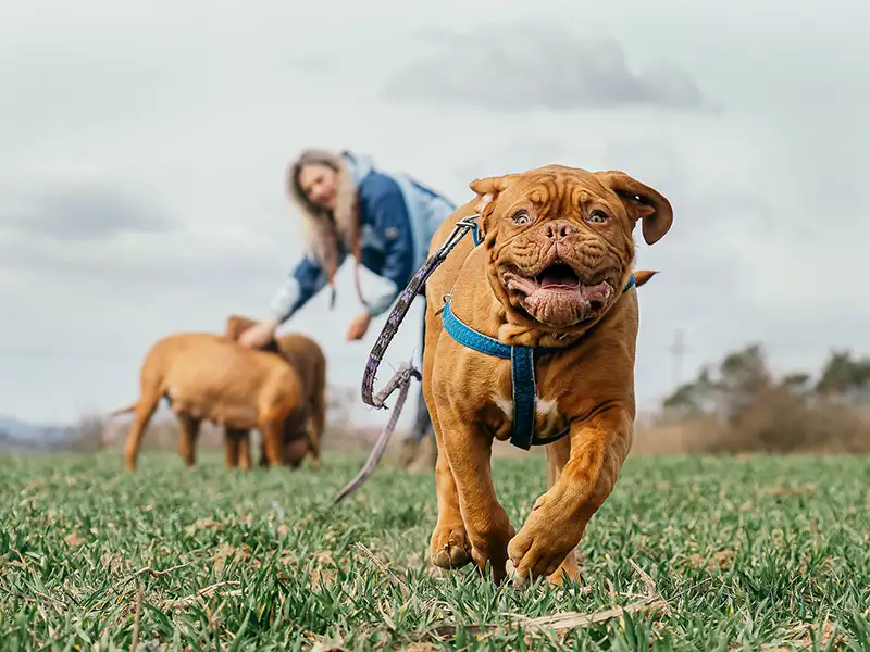 Influencia de nuestra personalidad y estado emocional en el perro