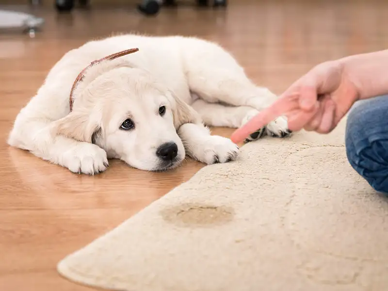 Culpabilidad y castigo: así los perciben los perros