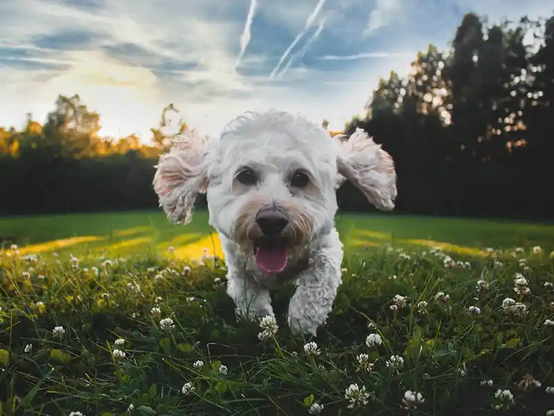 Nueva batería de medidas para el bienestar animal en Australia