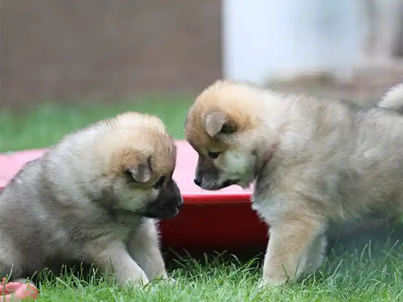 Cachorros experimentando