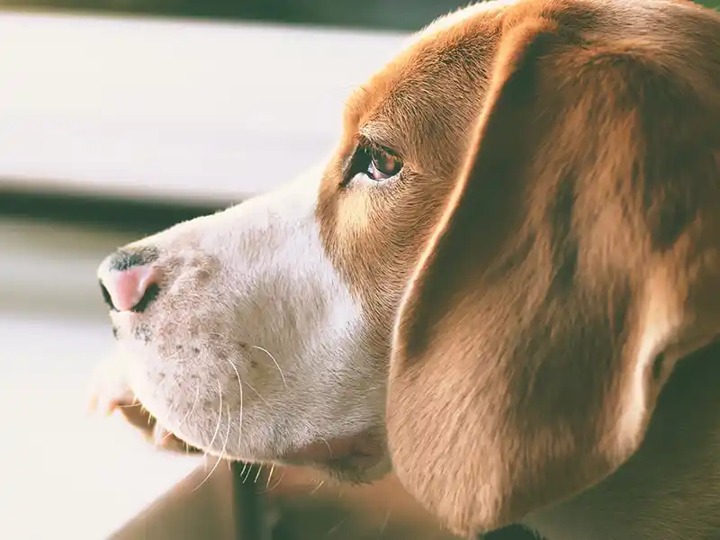 Como afectó la desescalada a los perros