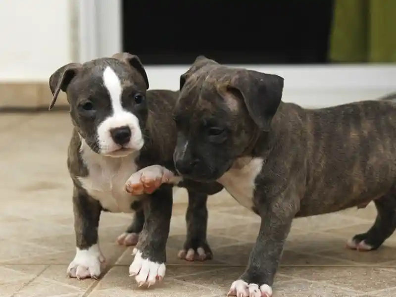 Quiero un cachorro