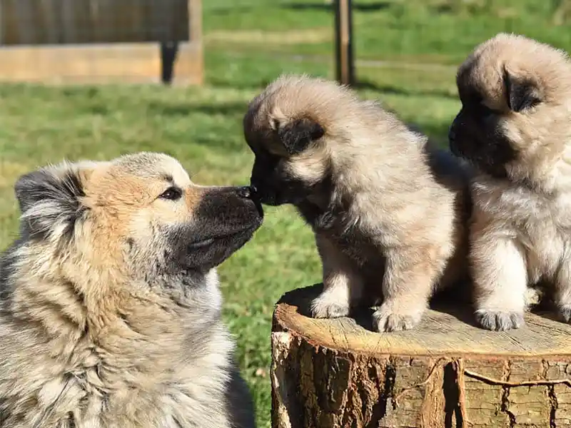 Ejemplo de impronta materna en perros