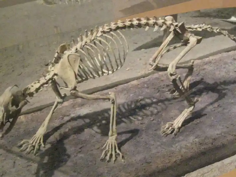 Fosil perro