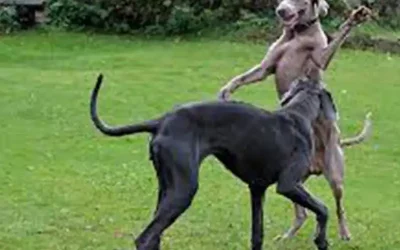 El perro de apoyo en terapias a otros perros con Diana de Kyokan