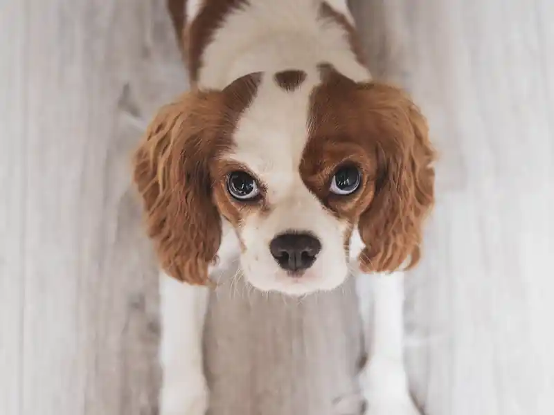 Reino Unido prohíbe las granjas de cachorros: aprobada la Ley Lucy