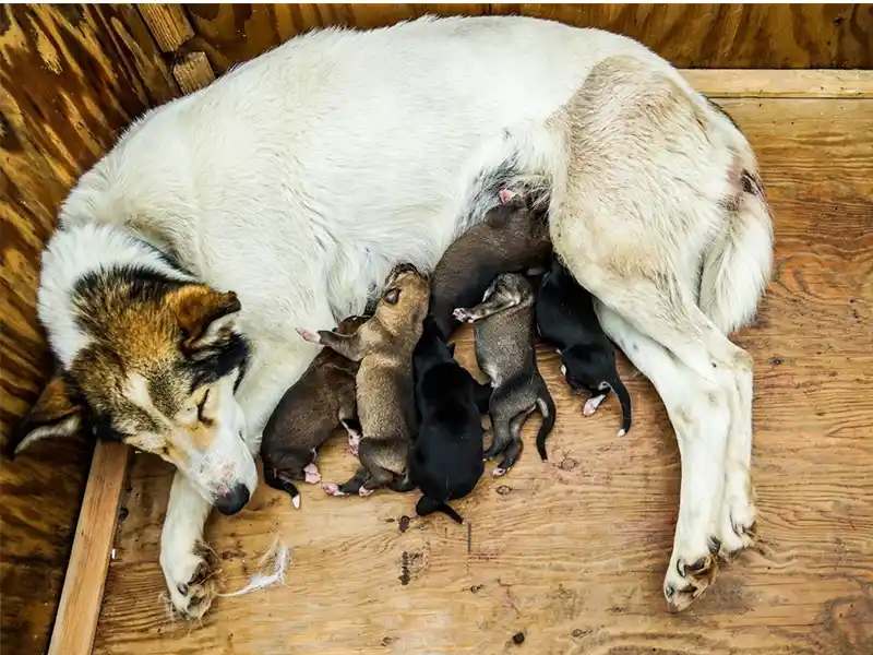 Cifras de abandono de perros y gatos en España durante 2018