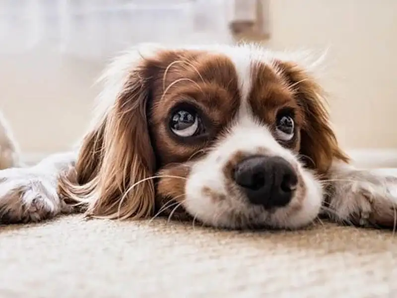 El confinamiento aumentó el estrés en perros