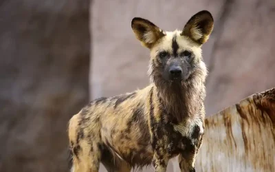 Nuevos descubrimientos sobre el perro salvaje africano