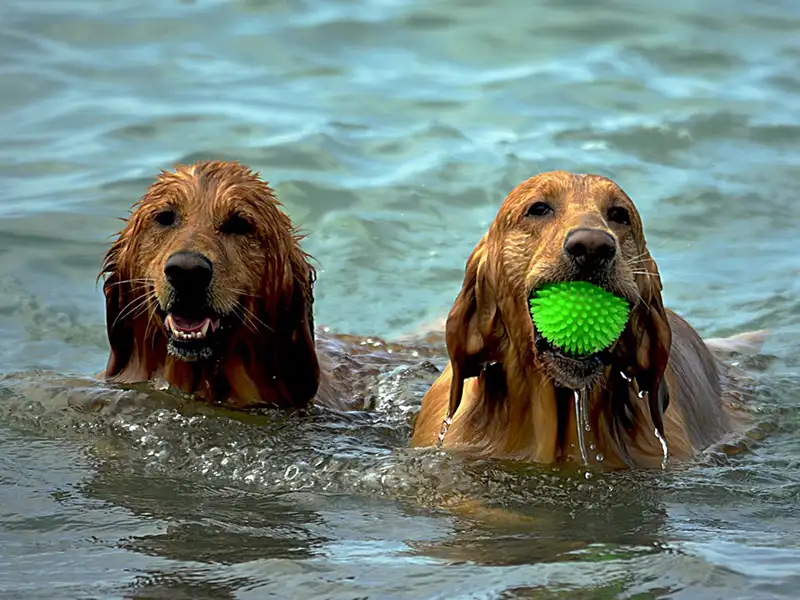 Perros en la playa