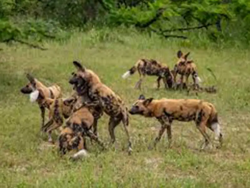 Perros salvajes africanos