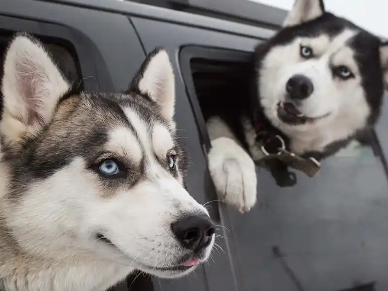 Los perros pueden desconectar del ruido, al igual que las personas en una fiesta
