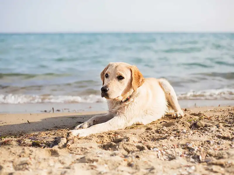 Playas para perros 2019