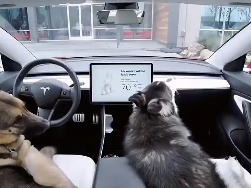 Tesla habilita el modo perro en sus coches