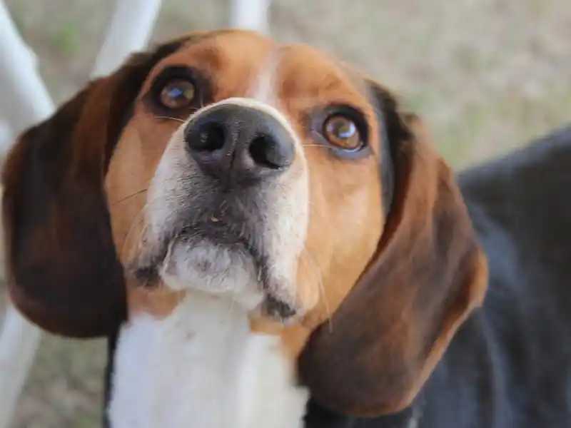 Perro de la raza Beagle