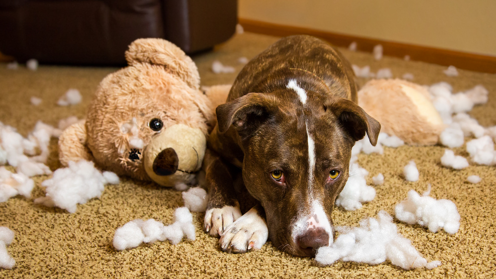 Destructividad de objetos uno de los problemas de comportamiento más habituales en perros