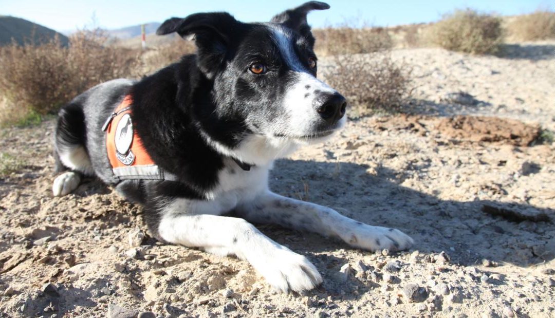 Perros de conservación para ayudar a especies en peligro de extinción