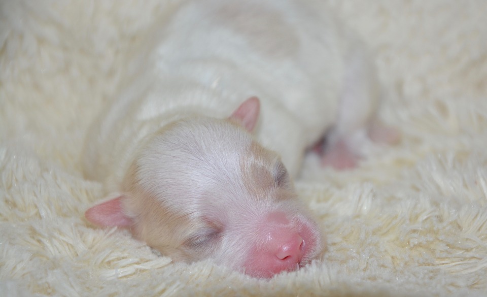 Cachorro en faseo neonatal
