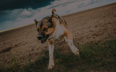 ¿Mi perro tiene un problema de comportamiento?