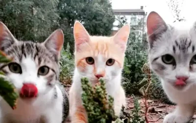 Colonias felinas: la importancia de una gestión ética