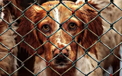 Entra en vigor la nueva Ley de Bienestar Animal