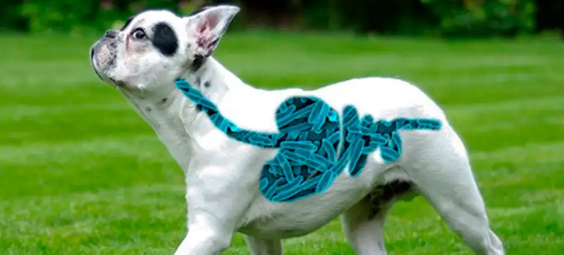Microbiota en perros