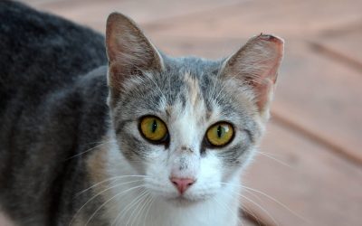 Qué es un Plan de Gestión Ética de Colonias Felinas